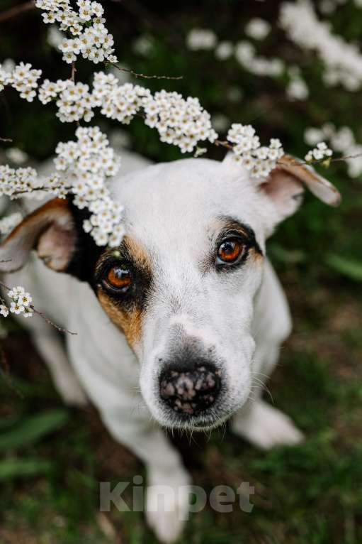 Собаки в Балашихе: Потерялась собака!! Девочка, Бесплатно - фото 4