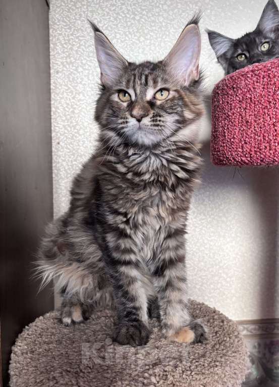 Кошки в Петергофе: Крупная девчоночка Девочка, 40 000 руб. - фото 5