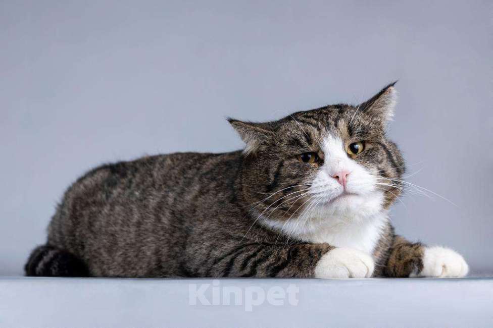 Кошки в Москве: Молодая кошачья семья ищет дом.  Мальчик, Бесплатно - фото 6