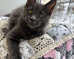 Кошки в Санкт-Петербурге: Продажа мейн-кун питомник Девочка, 30 000 руб. - фото 2