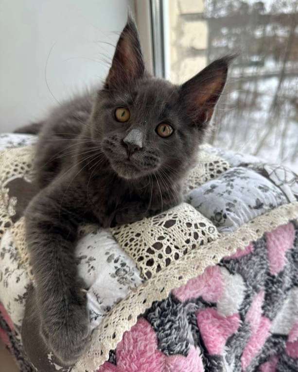 Кошки в Санкт-Петербурге: Продажа мейн-кун питомник Девочка, 30 000 руб. - фото 2