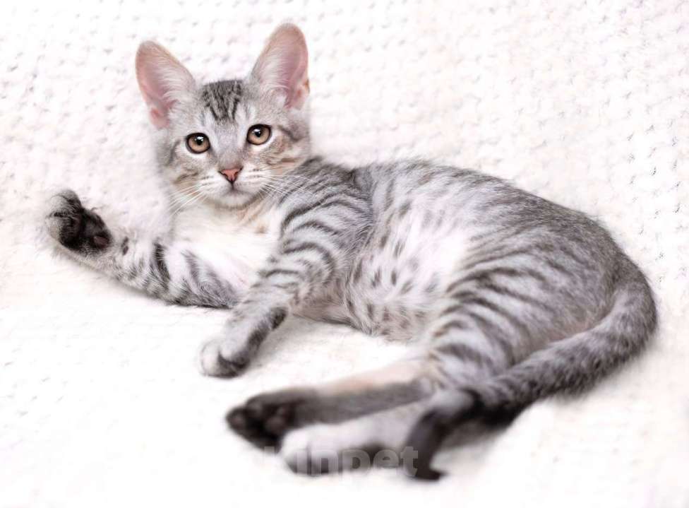 Кошки в Москве: Очаровательный котёнок Гудини в добрые руки Мальчик, 1 руб. - фото 6