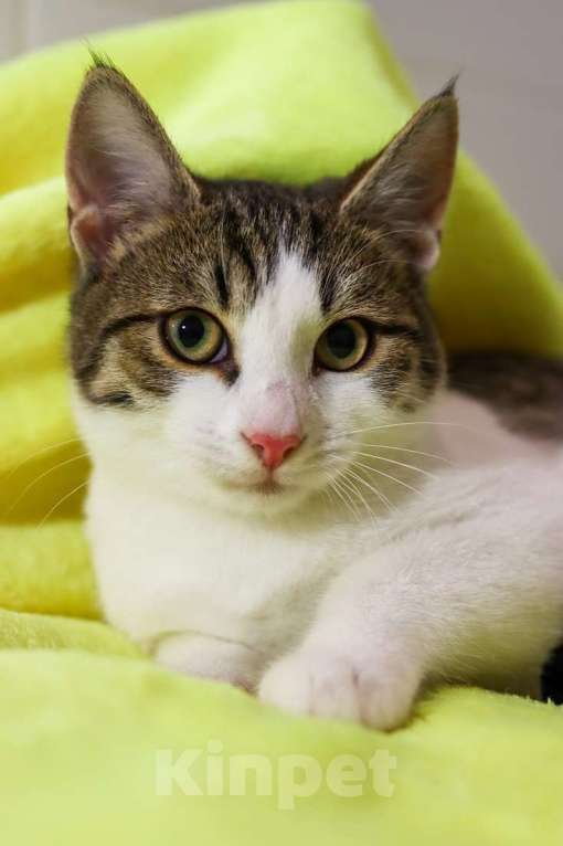 Кошки в Москве: Добрый ласковый котеночек Степочка Мальчик, Бесплатно - фото 5