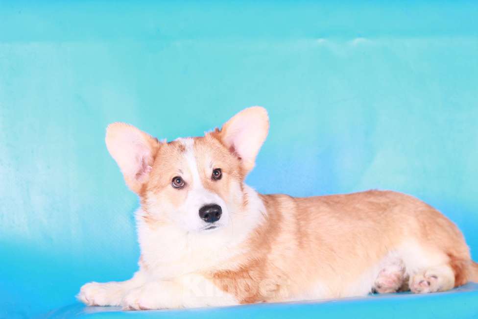 Собаки в Москве: вельш корги пемброк щенки Мальчик, 70 000 руб. - фото 5