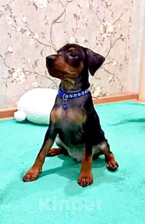 Собаки в Красноярске: Щенки цвергпинчера Мальчик, 45 000 руб. - фото 3
