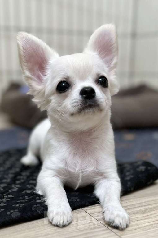 Собаки в Кирове: щенки чихуахуа Мальчик, Бесплатно - фото 4