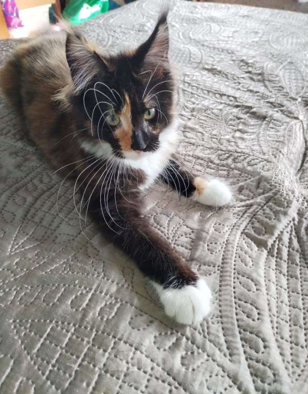 Кошки в Петрозаводске: Котята мейн-кун  Девочка, Бесплатно - фото 1
