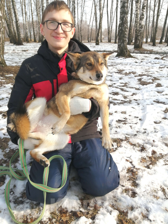 Собаки в Москве: Марли - чистый позитив в Добрые руки! Девочка, Бесплатно - фото 4