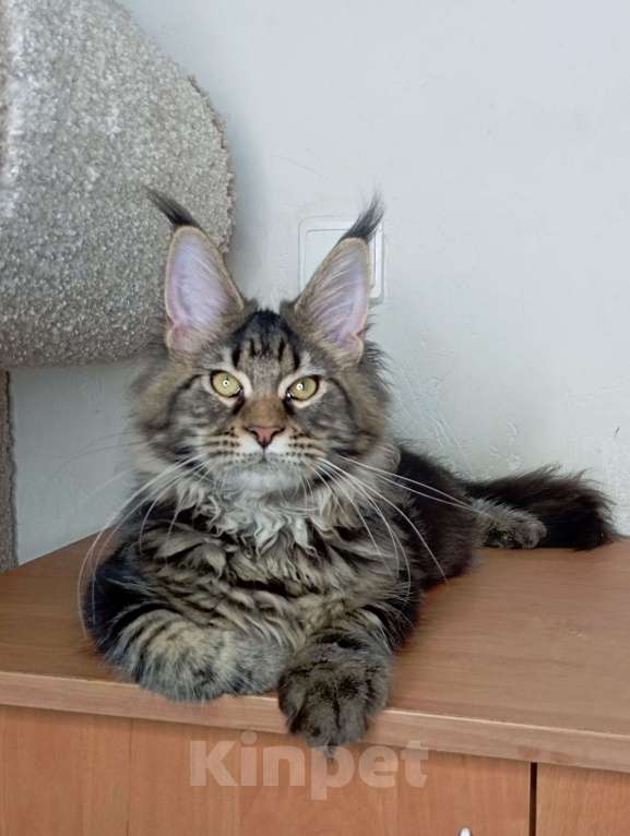 Кошки в Севастополе: Котёнок чёрный мрамор Мальчик, 55 000 руб. - фото 4