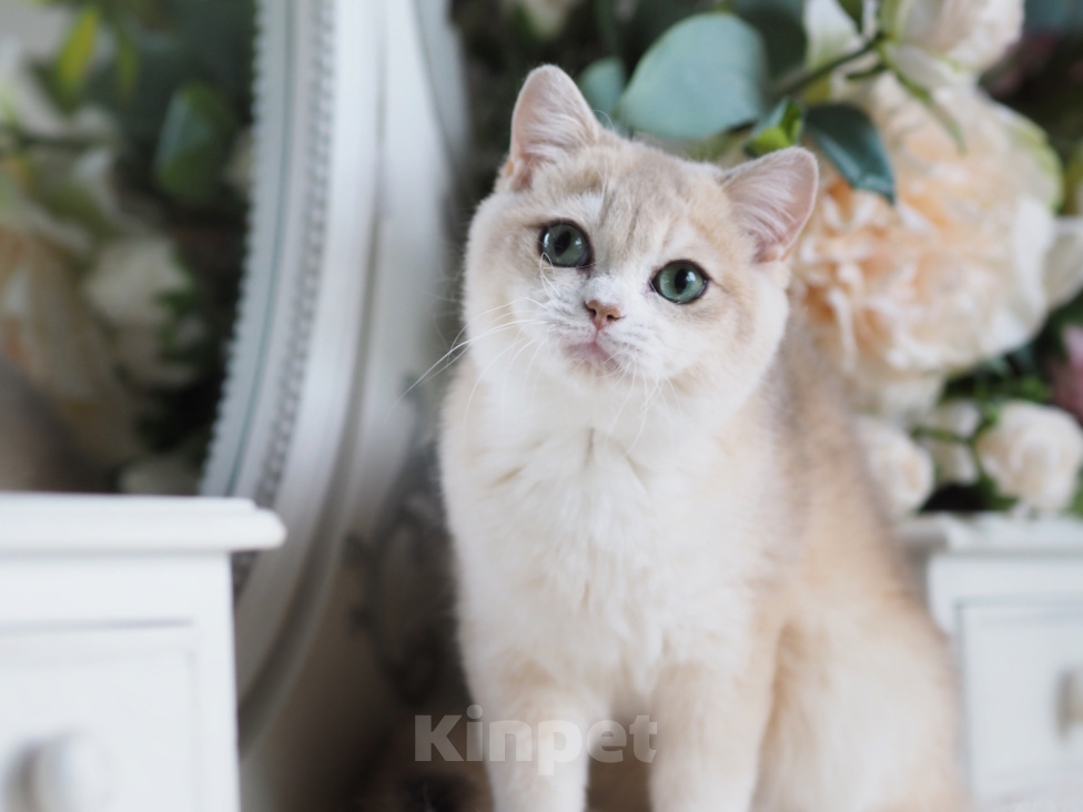 Кошки в Владивостоке: Котенок с медовым характером Девочка, 80 000 руб. - фото 4