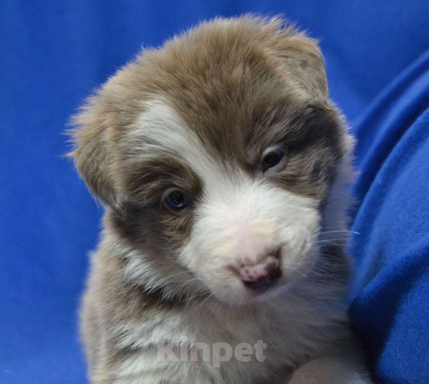 Собаки в Москве: Бордер Колли лиловый Мальчик, 100 000 руб. - фото 4