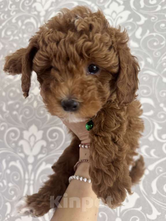 Собаки в Москве: Щенки той пуделя💚 Мальчик, 60 000 руб. - фото 5