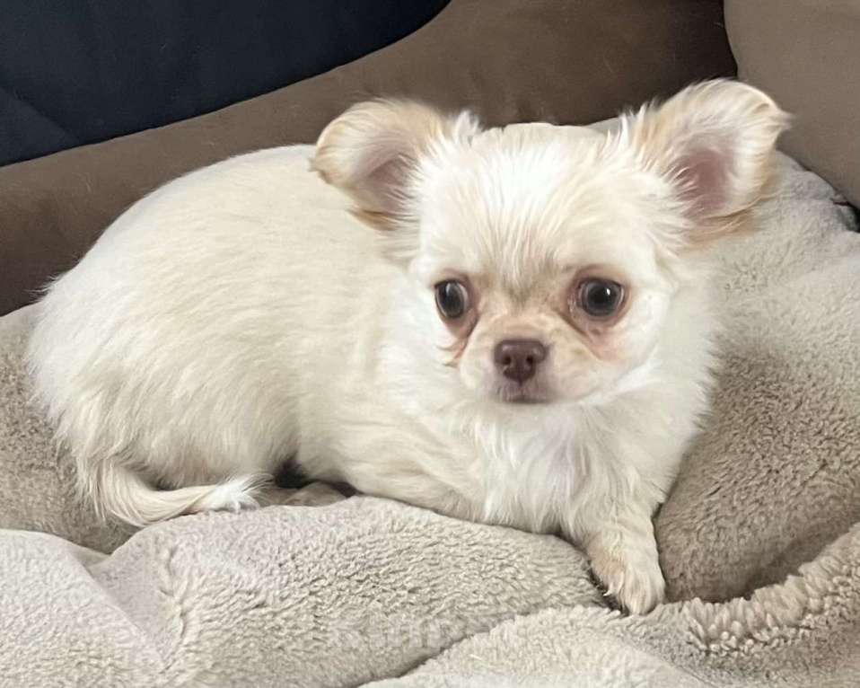 Собаки в Санкт-Петербурге: Щенок чихуахуа, сука Девочка, 50 000 руб. - фото 2