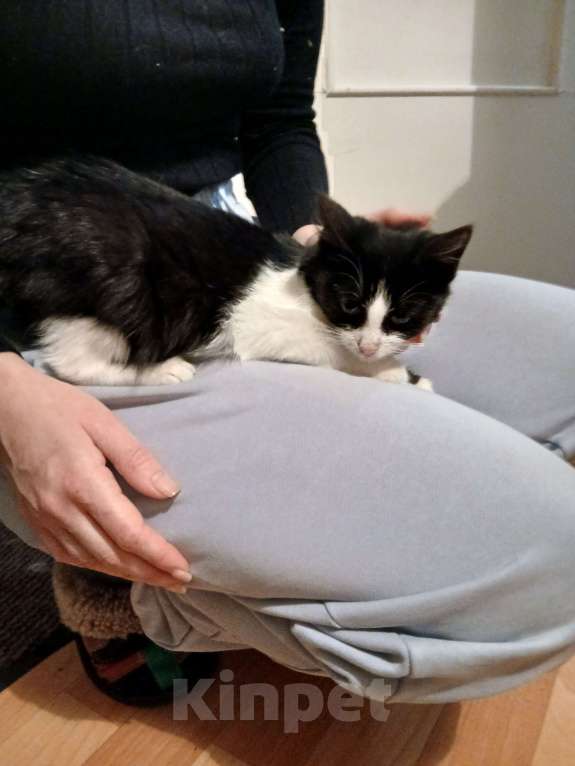 Кошки в Ярославле: Котенок Мальчик, Бесплатно - фото 2