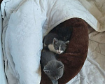 Кошки в Волгодонске: Ласковая девочка Девочка, Бесплатно - фото 4