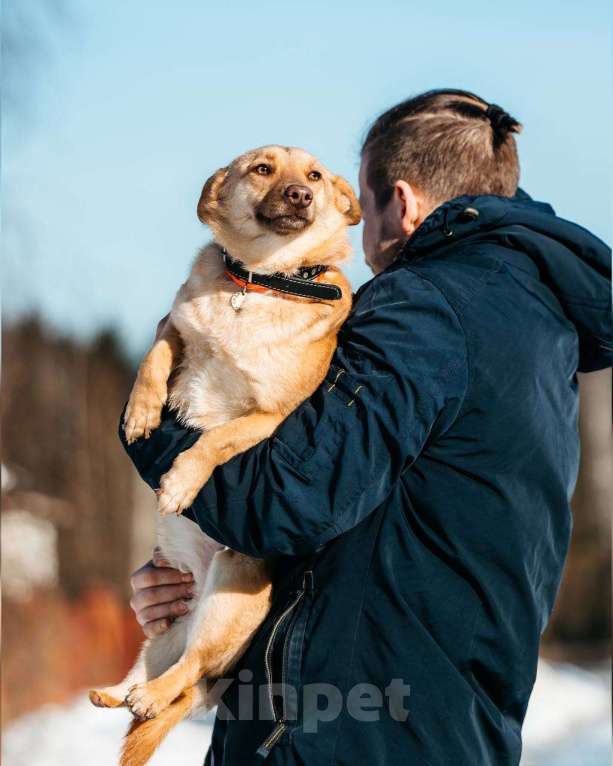 Собаки в других городах Московской области: Привет :) Я  - Тата Девочка, Бесплатно - фото 9
