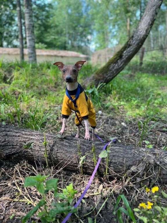 Собаки в Москве: Американский голый терьер Ума в самые надежные руки Девочка, Бесплатно - фото 3