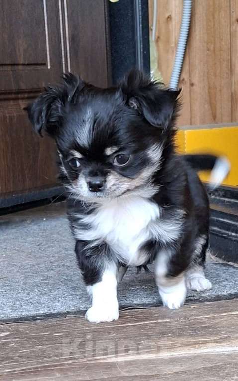 Собаки в других городах Калужской области: Девочка черный триколор Девочка, 65 000 руб. - фото 4