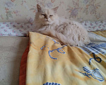 Кошки в Москве: Потерялся белый кот Мальчик, 5 000 руб. - фото 2
