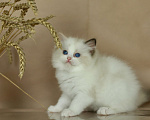 Кошки в Москве: Рэгдолл-трехцветное счастье Девочка, Бесплатно - фото 4