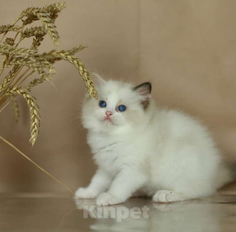 Кошки в Москве: Рэгдолл-трехцветное счастье Девочка, Бесплатно - фото 4