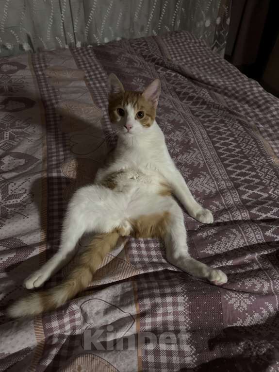 Кошки в Москве: Котик Тоша в добрые руки Мальчик, Бесплатно - фото 6