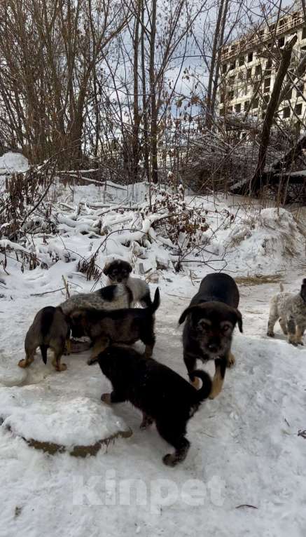 Собаки в Иркутске: Щенки в добрые руки  Мальчик, Бесплатно - фото 3
