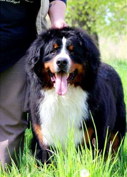 Собаки в Москве: Щенок Бернского Зенненхунда Мальчик, Бесплатно - фото 5