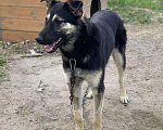 Собаки в Сургуте: Хеппи ищет дом!, Бесплатно - фото 2