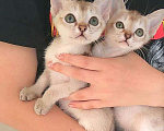 Кошки в Бологом: Продажа сингапурских котят, 100 000 руб. - фото 3