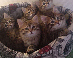 Кошки в Ливны: Сибирские котята выбор, 7 000 руб. - фото 1