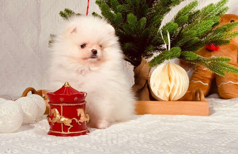 Собаки в Перми: Мальчик Айс крем Мальчик, Бесплатно - фото 3