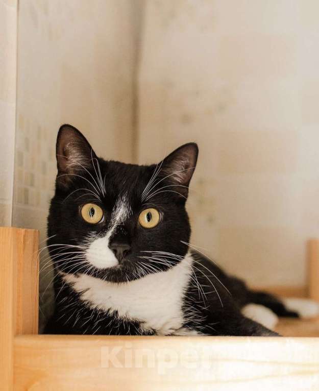 Кошки в Москве: Ищете друга своей кошке или коту? Наш идеальный кот Антонио ждет вас! Мальчик, 1 руб. - фото 9