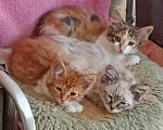 Кошки в Калуге: Котенок Девочка, Бесплатно - фото 2