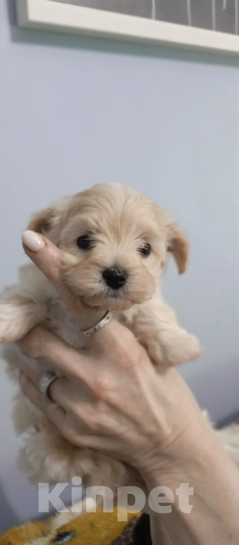 Собаки в Краснодаре: Детки мальтипу F1 Разнополые, Бесплатно - фото 4