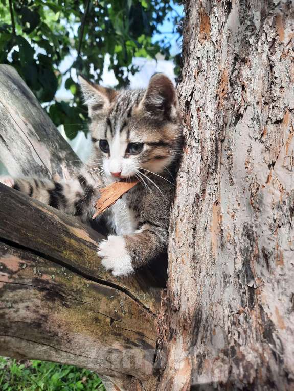 Кошки в Санкт-Петербурге: Мальчик шпротик Мальчик, Бесплатно - фото 3
