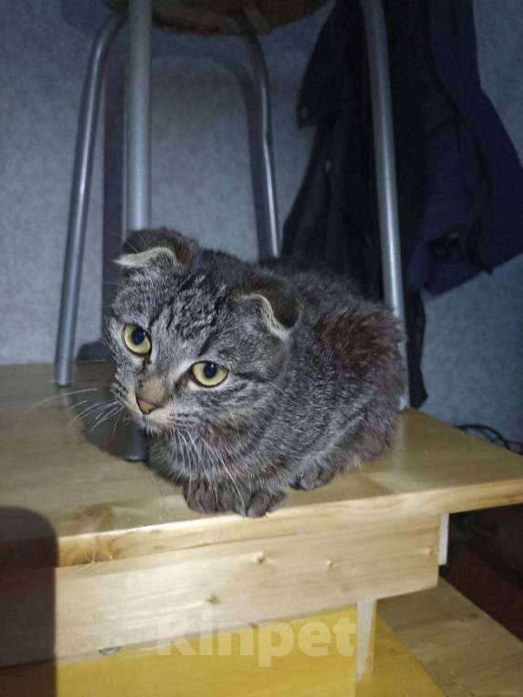 Кошки в Тюмени: Котята в хорошие руки Мальчик, Бесплатно - фото 4