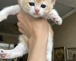 Кошки в Сочи: Шотландские вислоухие котята Разнополые, Бесплатно - фото 4