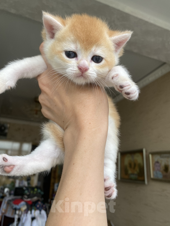 Кошки в Сочи: Шотландские вислоухие котята Разнополые, Бесплатно - фото 4