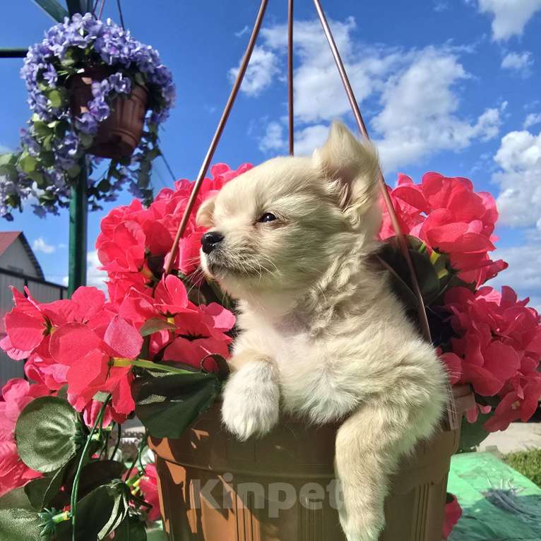 Собаки в Тамбове: Чихуахуа  Мальчик, Бесплатно - фото 1