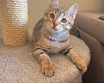 Кошки в Москве: Очаровательный Джорджик хочет домой Мальчик, Бесплатно - фото 6