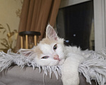 Кошки в Москве: Котенок Офелия ищет дом Девочка, Бесплатно - фото 6