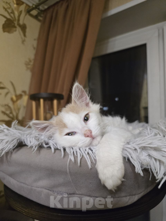 Кошки в Москве: Котенок Офелия ищет дом Девочка, Бесплатно - фото 6