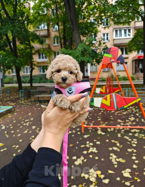Собаки в Москве: Мальтипу Тедди мальчик mini Мальчик, 75 000 руб. - фото 3