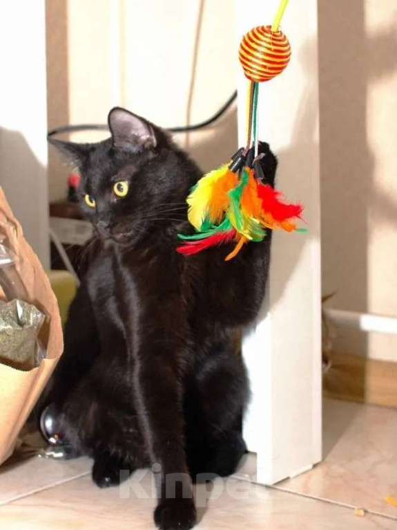 Кошки в Москве: Черный особенный ласковый котик Мальчик, Бесплатно - фото 3