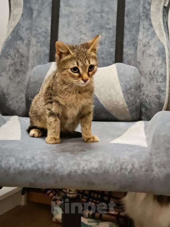 Кошки в Москве: Котенок я Нико 5 месяцев очень ждет своих родителей  Мальчик, Бесплатно - фото 6