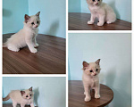 Кошки в Анапе: Котёнок породы рэгдолл  Мальчик, 35 000 руб. - фото 1