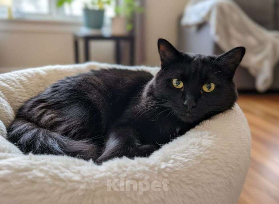 Кошки в Москве: Котик Оскар ищет дом Мальчик, Бесплатно - фото 1