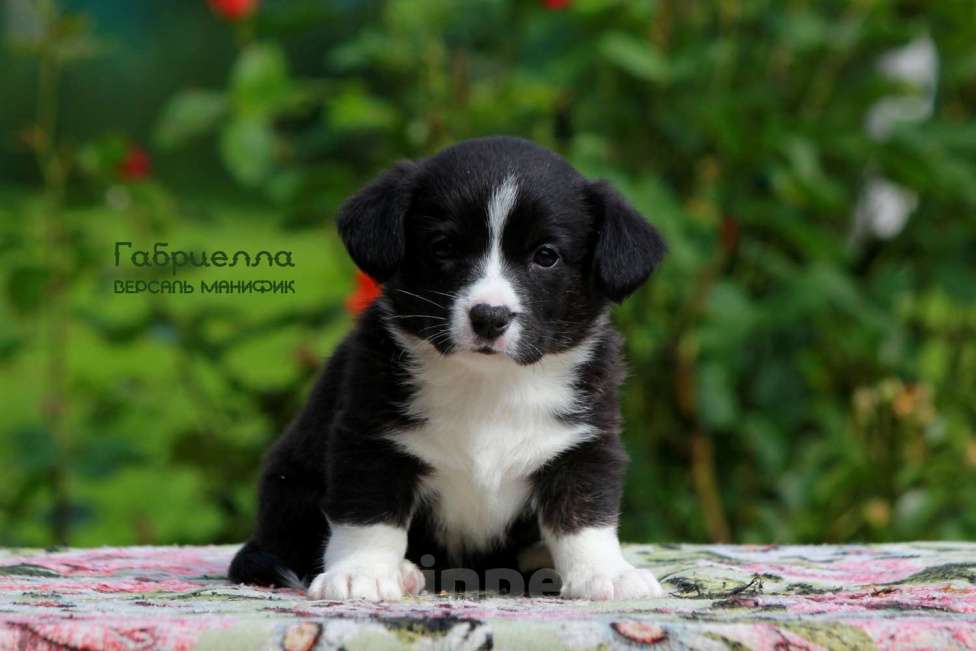Собаки в Санкт-Петербурге: Версаль Манифик Габриелла Девочка, 50 000 руб. - фото 3