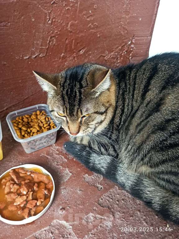 Кошки в Санкт-Петербурге: Найден кот. Мальчик, Бесплатно - фото 3